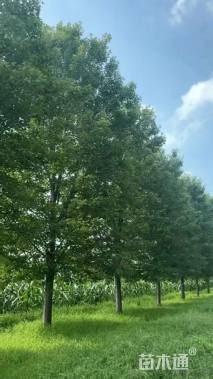 19公分美国红枫