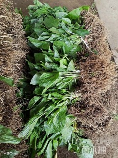 高度20厘米紫花玉簪