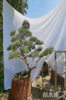 高度250厘米房产松