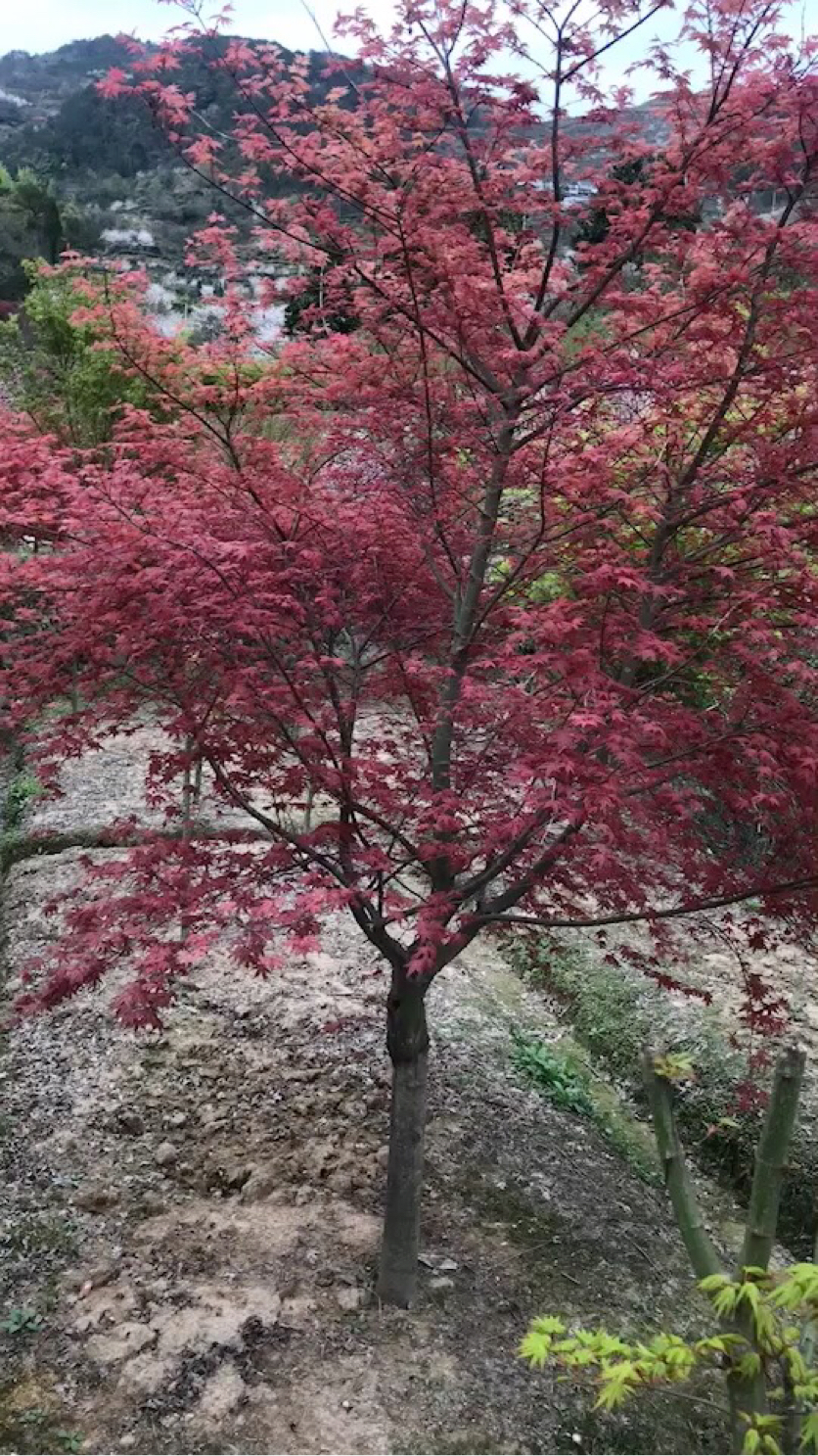 9公分日本红枫