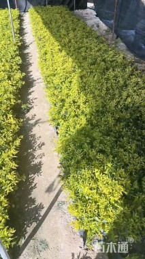 高度20厘米黄金茶小苗