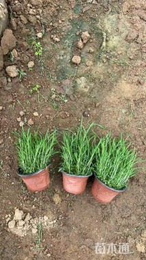 高度19厘米常夏石竹