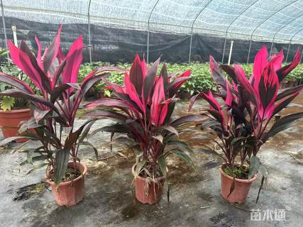 高度40厘米朱蕉小红盆