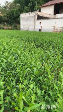 高度80厘米核桃小苗