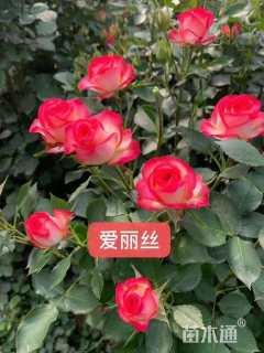 高度10厘米月季