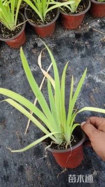 高度30厘米射干