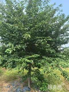 12公分染井吉野樱