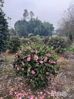 冠幅100厘米茶梅球