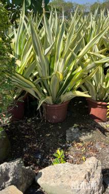 高度35厘米万年麻