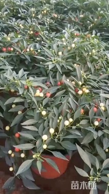 高度30厘米五彩椒