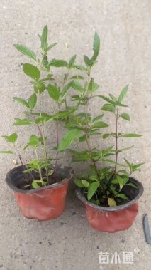 高度20厘米兰花鼠尾草