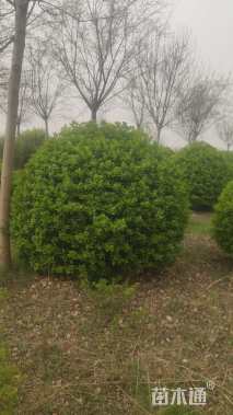 冠幅200厘米卫矛球