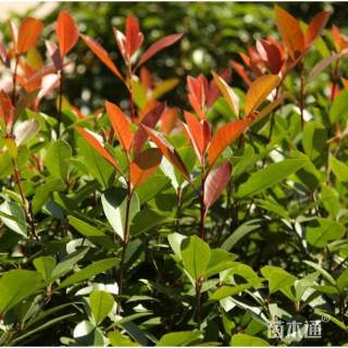 高度40厘米红叶石楠小苗