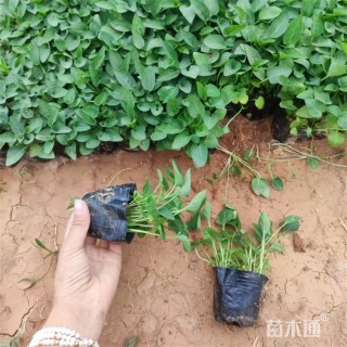 高度16厘米紫花地丁