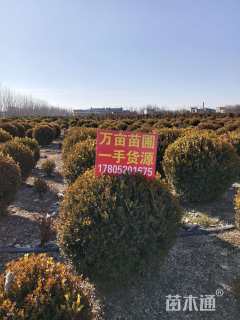 冠幅180厘米瓜子黄杨球