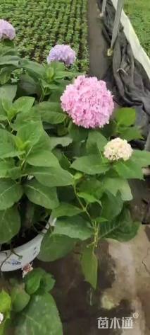 高度25厘米绣球