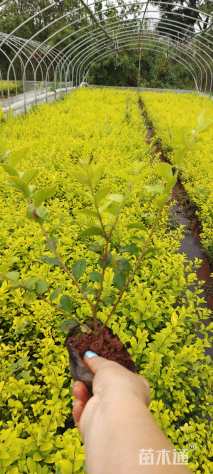 高度25厘米金叶女贞小苗