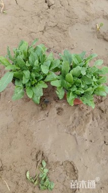 高度15厘米鼠尾草