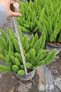 高度50厘米狐尾天门冬