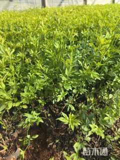 高度20厘米云南黄馨