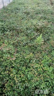 高度30厘米南天竹