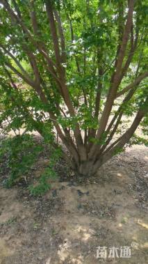高度600厘米丛生茶条槭