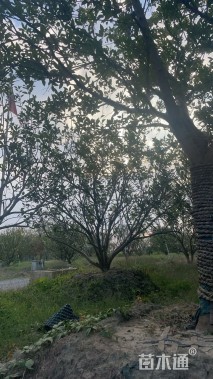 15公分丛生香泡