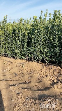 高度30厘米大叶黄杨小苗