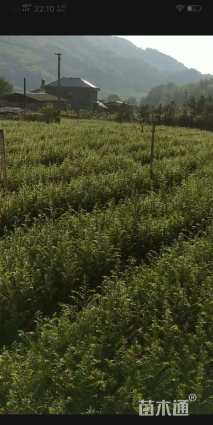 高度50厘米红豆杉小苗