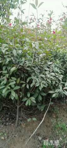 6公分红叶石楠