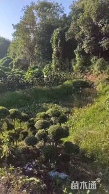 30公分赤楠
