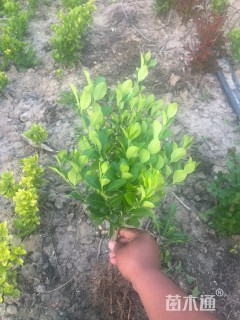 高度50厘米卫矛