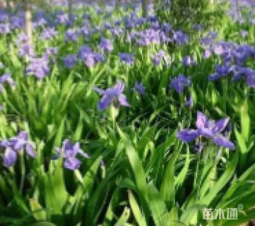 高度10厘米鸢尾