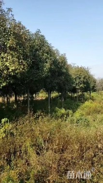 15公分红叶石楠