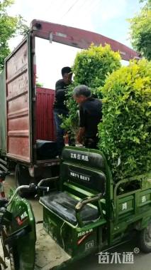 冠幅150厘米金叶女贞球