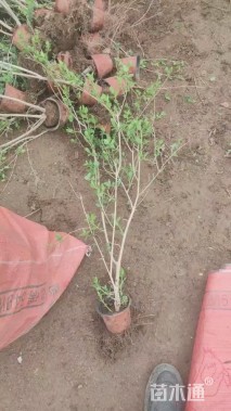 高度40厘米匍枝亮绿忍冬