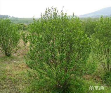 高度250厘米红花木槿