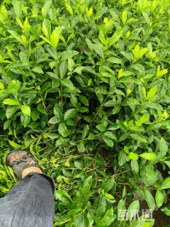 高度20厘米大叶栀子