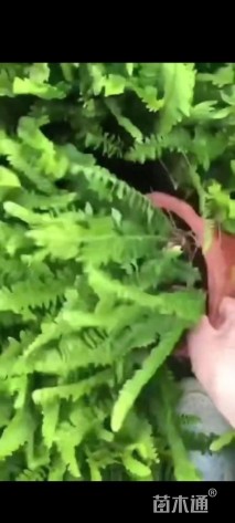 高度20厘米排骨草