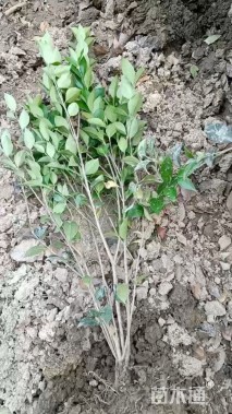 高度50厘米日本女贞