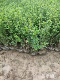 高度50厘米六月雪