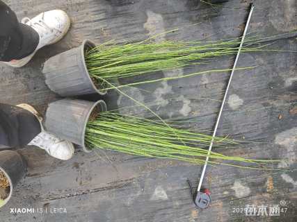 高度70厘米木贼