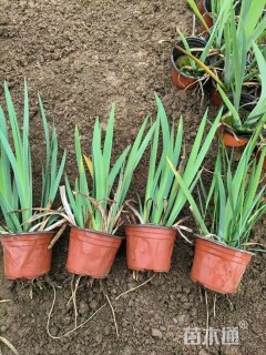 高度30厘米西伯利亚鸢尾