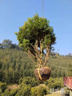 15公分(5杆)丛生杨梅