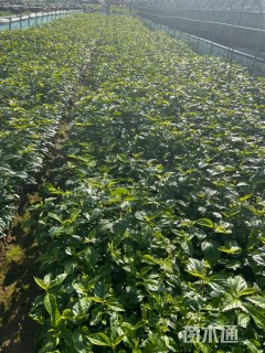 高度25厘米扶桑