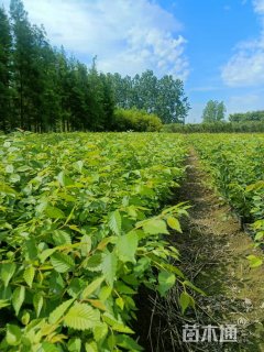 高度70厘米红榉小苗