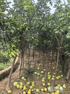 高度50厘米红心蜜柚