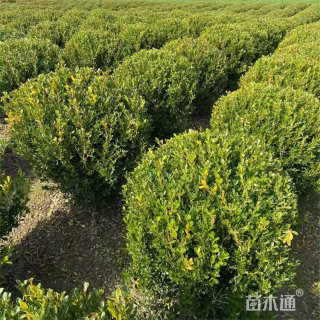 冠幅80厘米瓜子黄杨球