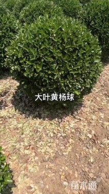 冠幅50厘米大叶黄杨球