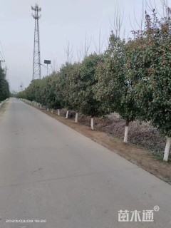 冠幅90厘米红叶石楠球